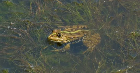 Frog portrait close up Stock Footage 142515862