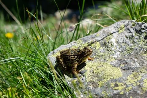 Frog posing on a stone with grass background Photos
