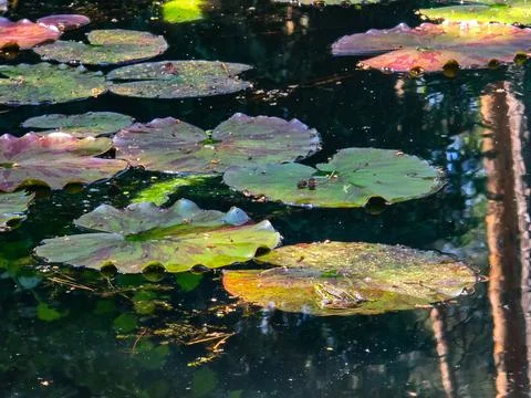 Frog Princes Toads on Lily Pads in Natural Habitat Stock Photos