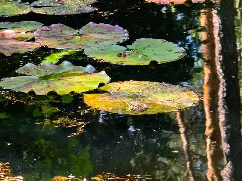 Frog Princes Toads on Lily Pads in Natural Habitat Stock Photos