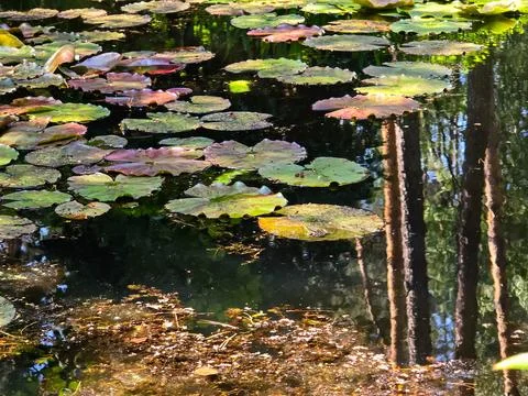 Frog Princes Toads on Lily Pads in Natural Habitat Stock Photos