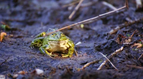 Frog is protected. Stock Footage 50417922