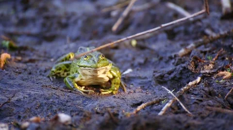 Frog is protected. Stock Footage 50417938