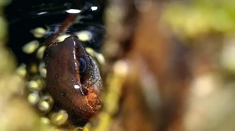 A frog protects her eggs in a tree cavity in a Madagascar Rain Forest. Stock Footage 21286838