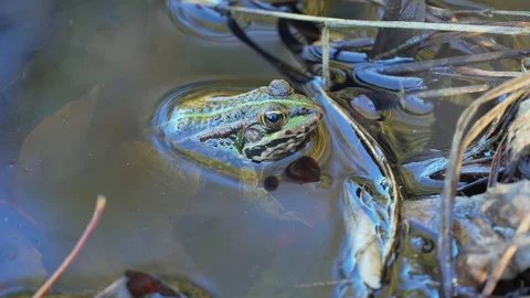 Frog in puddle Stock Footage 117897905