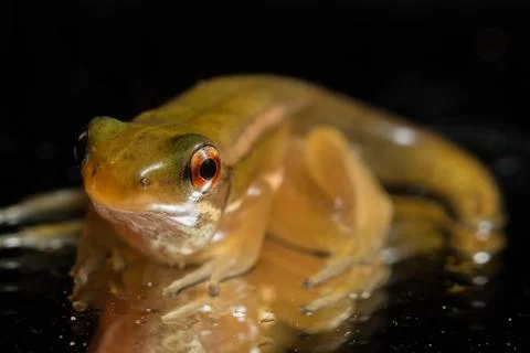 Frog puppet black background Stock Photos