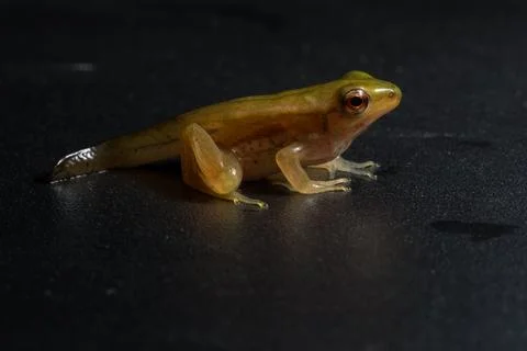 Frog puppet black background Stock Photos