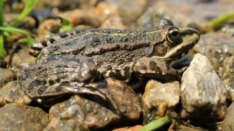 The frog is ready to jump Stock-Fotos