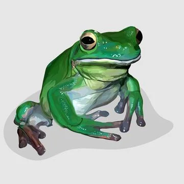 Frog realistic hand drawn vector and illustrations white backgrounds Stock Illustration