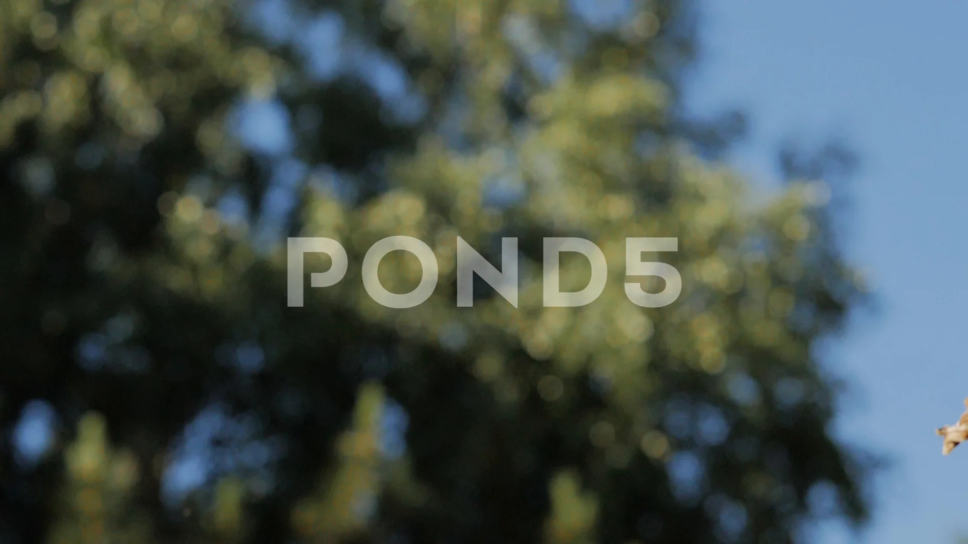 native cel Verniel Frog. Recorded using Panasonic Lumix GH5... | Stock Video | Pond5