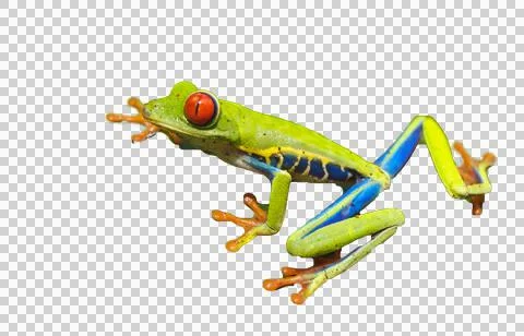 Frog Red Eyed Tree Frog PNG 78 Stock Photos