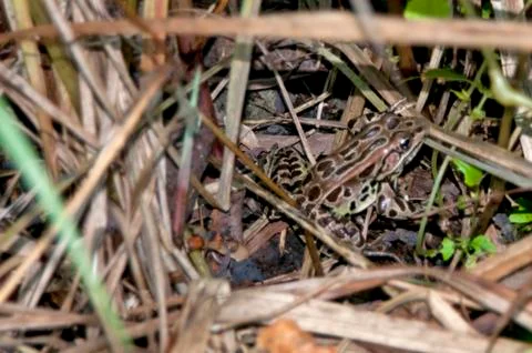 Frog in reed Fotos de archivo