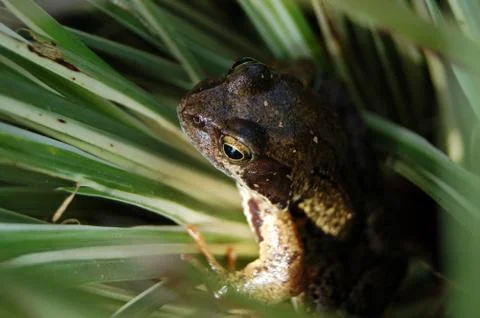 Frog in the reeds Stock Photos