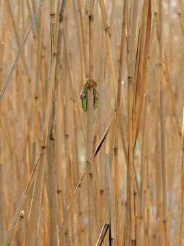 Frog in the reeds Stock Photos