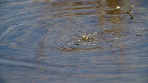 Frog reproduction crew in slowmotion Video stock 87770705