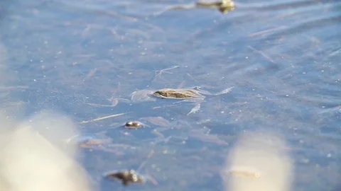 Frog reproduction in slowmotion - 01 Video stock 87770618