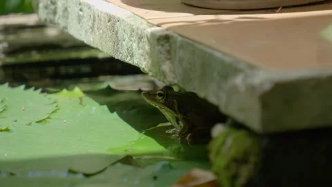 Frog resting among lily pads in a Hue garden pond, 4K Stock-Footage 341551508