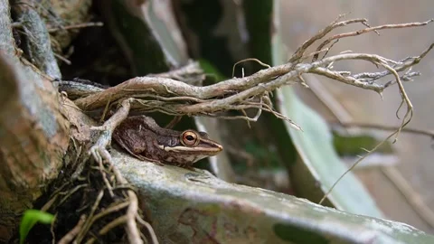 A frog resting on the branch of a dragon fruit tree Stock Footage 330398829
