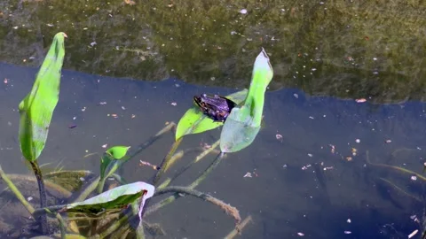 Frog Resting on Leaf in Botanical Garden Pond, Wroclaw, Poland Stock Footage 333820683