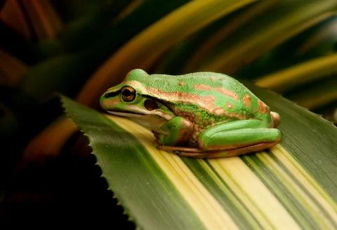 Frog resting on leaf Stock Photos