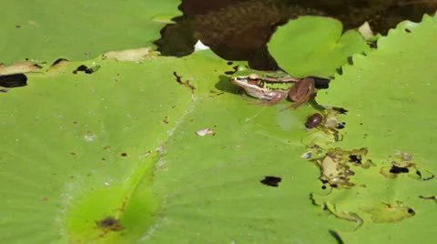 A Frog resting on a lotus leaf Video stock 22763214