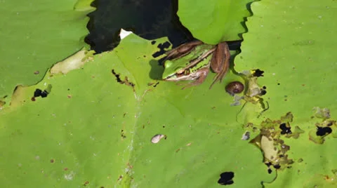 A Frog resting on a lotus leaf Video stock 22763396