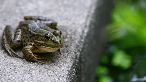 Frog resting. One green pool frog sitting on ground. Pelophylax lessonae. Stock Footage 247118083