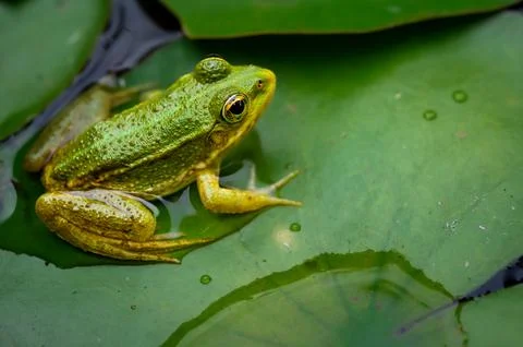 Frog resting. One green pool frog sitting on leaf. Pelophylax lessonae. Stock Photos