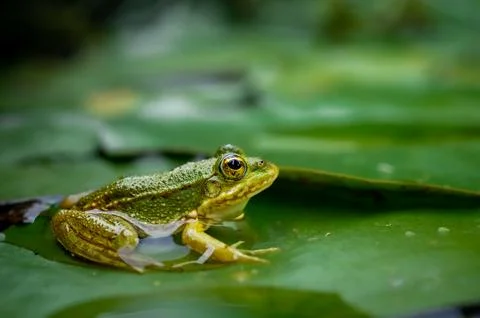 Frog resting. One green pool frog sitting on leaf. Pelophylax lessonae. Stock Photos