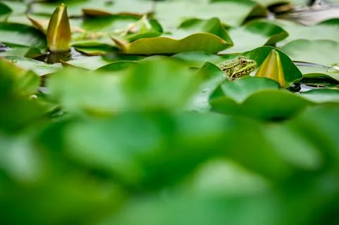 Frog resting. One green pool frog sitting on leaf. Marsh frog. Stock Photos