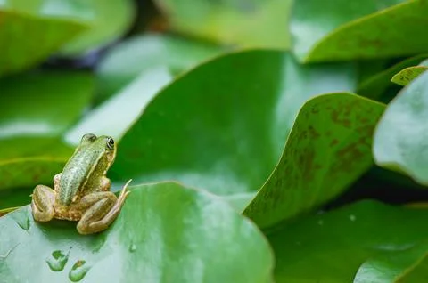 Frog resting. One green pool frog sitting on leaf. Pelophylax lessonae. Stock Photos