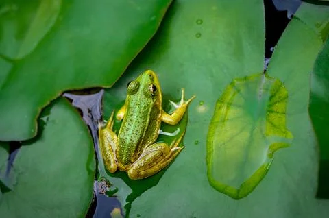 Frog resting. One green pool frog sitting on leaf. Pelophylax lessonae. Stock Photos