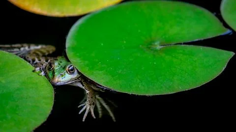 Frog resting. One green pool frog sitting on leaf. Pelophylax lessonae. Stock Photos