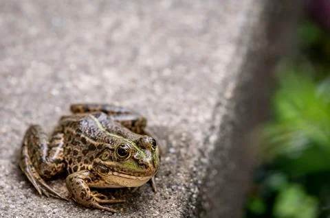 Frog resting. Pool frog sitting on ground. Pelophylax lessonae. European frog. Stock Photos