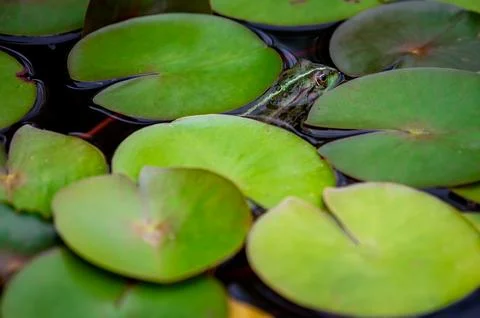 Frog resting. Pool frog sitting on leaf. Pelophylax lessonae. European frog. Stock Photos