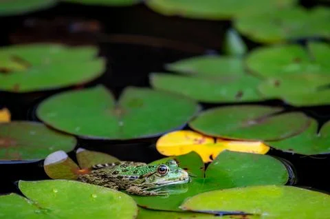 Frog resting. Pool frog sitting on leaf. Pelophylax lessonae. European frog. Stock Photos