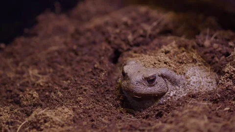 Frog resting in soil during day in nature park Stock Footage 342306271