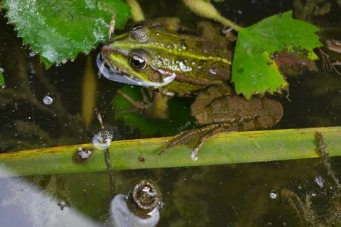 Frog resting in still water Fotos Stock