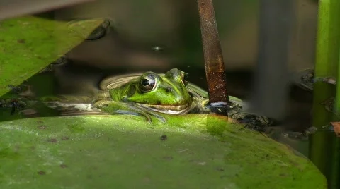 Frog resting on water lily leaf Stock Footage 413522