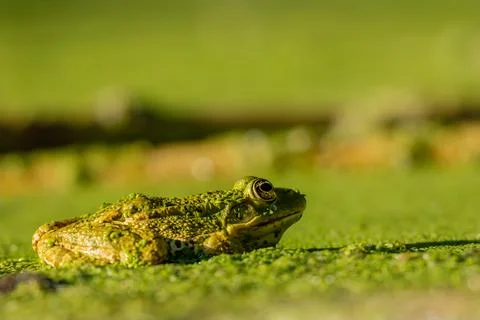 Frog resting in water. Pool frog sitting. Pelophylax lessonae. European frog. Stock Photos