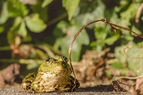 Frog resting in water. Pool frog sitting. Pelophylax lessonae. European frog. Stock Photos