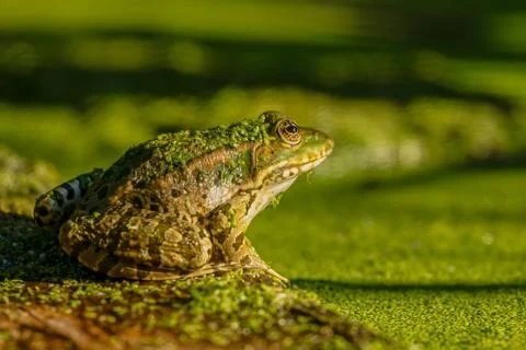 Frog resting in water. Pool frog sitting. Pelophylax lessonae. European frog. Stock Photos
