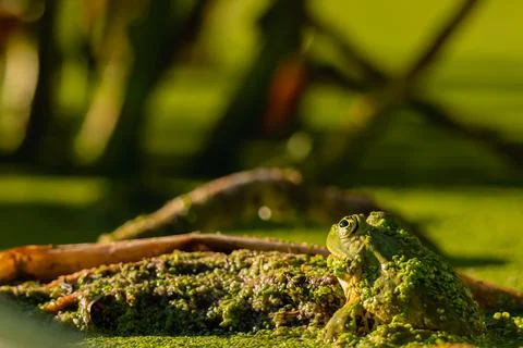 Frog resting in water. Pool frog sitting. Pelophylax lessonae. European frog. Stock Photos