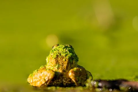 Frog resting in water. Pool frog sitting. Pelophylax lessonae. European frog. Stock Photos