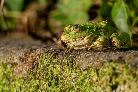 Frog resting in water. Pool frog sitting. Pelophylax lessonae. European frog. Stock Photos