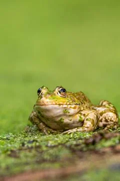 Frog resting in water. Pool frog sitting. Pelophylax lessonae. European frog. Stock Photos