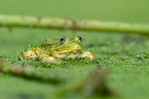 Frog resting in water. Pool frog sitting. Pelophylax lessonae. European frog. Stock Photos