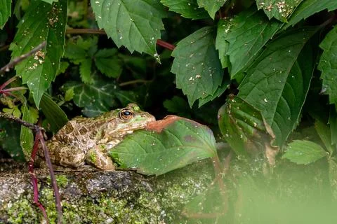 Frog resting in water. Pool frog sitting. Pelophylax lessonae. European frog. Stock Photos