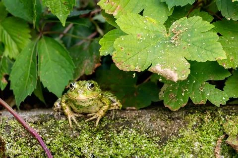 Frog resting in water. Pool frog sitting. Pelophylax lessonae. European frog. Stock Photos