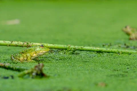 Frog resting in water. Pool frog sitting. Pelophylax lessonae. European frog. Stock Photos